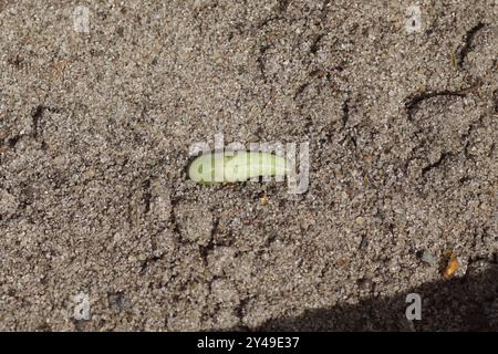 Puppa der Motte gemeiner Marmorteppich (Dysstroma truncata) auf Sand, Boden. Familie Geometermotten (Geometridae). Holländischer Garten. September, Niederlande Stockfoto