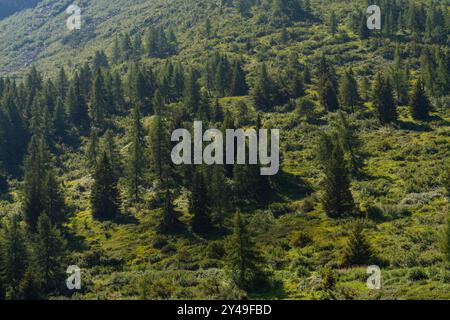 Dichter Kiefernwald auf einem sonnendurchfluteten Berghang Stockfoto
