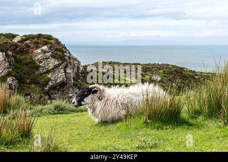 Scottish Blackface Sheep liegt auf einem grasbewachsenen Hügel in Irland, geschützt von einem Felsen vor dem Atlantischen Wind, mit lebhaften natürlichen Farbtönen Stockfoto