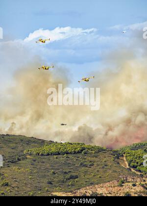 FRANKREICH. OCCITANIE. HERAULT (34) MASSIF DE LA GARDIOLE. FEUER ZWISCHEN GIGEAN UND FRONTIGNAN AM 18. AUGUST 2024. BEGINNEND AM RAND DER AUTOBAHN A9, Stockfoto