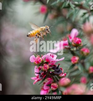 Honigbiene, die zwischen rosafarbenen manuka-Blüten (Leptospermum scoparium) fliegt. Stockfoto