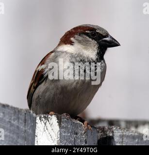 Nahporträt eines Haussperrenvogels, der auf einem Zaun sitzt Stockfoto