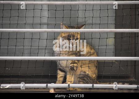 Katze in einem Fenster, hinter einem Netz. Stockfoto
