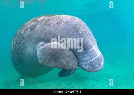 Westindische Seekühe in Three Sisters Springs, Crystal River Florida Stockfoto