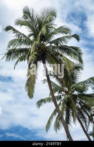 Tropische Natur mit Kokospalmen am blauen Himmel. Kokospalmen vor blauem Himmel. Palmen, Die Unter Dem Blauen Himmel Schweben. Kokospalmen. Reisen Stockfoto