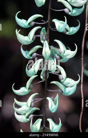 Blüten auf einer Jaderebe (Strongylodon macrobotrys) in einem tropischen Garten Stockfoto