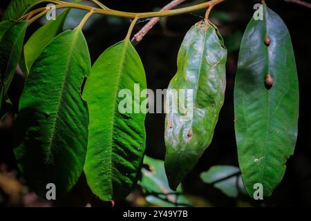 Sonnenlicht auf Pflanzenblättern im Wald in diesem bekannten Naturschutzgebiet. Tangkoko Nationalpark, Minahasa Highlands, Nord-Sulawesi, Indonesien Stockfoto