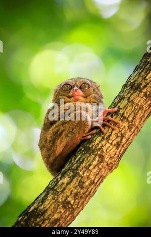 Spectral Tarsier (Tarsius tarsier) einer der kleinsten Primaten. Ist nachtaktiv und isst Insekten. Tangkoko Nationalpark, Minahasa, N Sulawesi, Indonesien Stockfoto