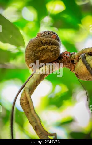 Spectral Tarsier (Tarsius tarsier) einer der kleinsten Primaten. Ist nachtaktiv und isst Insekten. Tangkoko Nationalpark, Minahasa, N Sulawesi, Indonesien Stockfoto