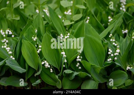 Foto mit selektivem Fokus. Lily of the Valley, Convallaria majalis blüht. Stockfoto