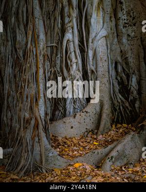 Eingebettet neben dem historischen Palazzo Chiaramonte Steri, ist dieser Baum, der oft als Strangler-Baum bezeichnet wird, eine eindringliche Erinnerung an die Heilige Inquisition. Stockfoto