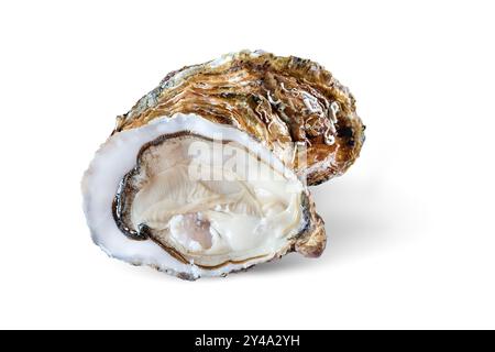 Frische offene und geschlossene Austern, isoliert auf weißem Hintergrund. Stockfoto