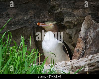 Wellington. Oktober 2018. Dieses Foto vom 28. Oktober 2018 zeigt einen gelbäugigen Pinguin in Neuseeland. Der Hoiho, oder Gelbäugungspinguin, hat den New Zealand Bird of the Year 2024 gewonnen, nach seinem vorherigen Sieg im Jahr 2019, gab die Naturschutzorganisation Forest & Bird am Montag bekannt. ZU DEN „Yellow-Eyed Pinguin Wins New Zealand's Bird of the Year“-Gutschriften: Kimberley Collins/Xinhua/Alamy Live News Stockfoto