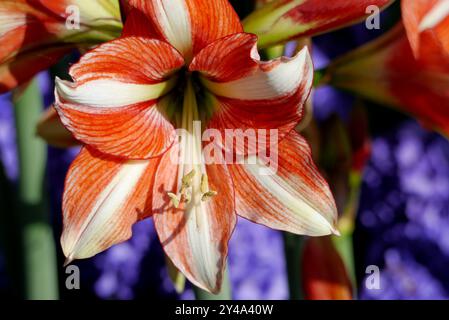 Rote und gelbe Amaryllis „Van Gogh“ mit blauen Hyazinthen in den Grenzen der Tulpengärten Keukenhof, Niederlande, EU. Stockfoto