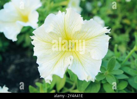 Nahaufnahme einer wunderschönen Easy Wave White Petunia Blooming in the Garden Stockfoto