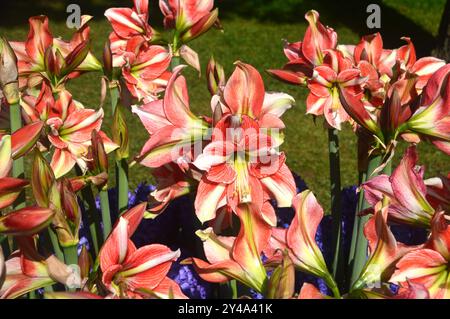 Rote und gelbe Amaryllis „Van Gogh“ mit blauen Hyazinthen in den Grenzen der Tulpengärten Keukenhof, Niederlande, EU. Stockfoto