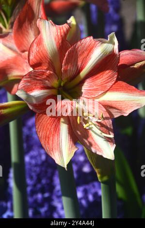 Rote und gelbe Amaryllis „Van Gogh“ mit blauen Hyazinthen in den Grenzen der Tulpengärten Keukenhof, Niederlande, EU. Stockfoto