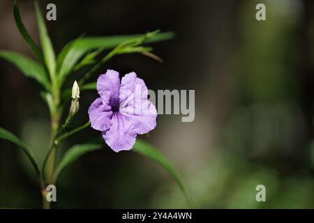 Eine leuchtend violette mexikanische Petunia hebt sich vor einem verschwommenen grünen und braunen Hintergrund hervor und hebt die zarten Blütenblätter und die angrenzenden ungeöffneten Knospen hervor. Stockfoto