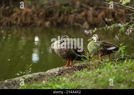 Zwei Enten stehen auf einem grasbewachsenen Ufer neben einem ruhigen Teich, umgeben von Grün und kleinen lila Blumen. Stockfoto