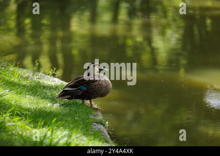 Eine Ente steht am grasbewachsenen Rand eines ruhigen Teiches, ruhig und mit halb geschlossenen Augen. Stockfoto