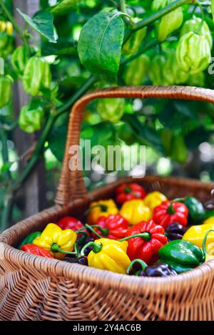 Gereifte mehrfarbige Habanero-Paprika (Paprika chinense) in Korb auf dem Gartenpfeffer-Bett. Sehr heiße mexikanische Paprika Stockfoto