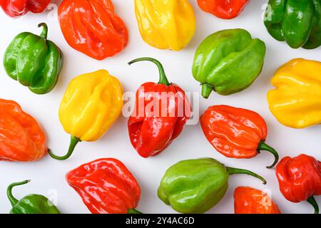 Gereifte mehrfarbige Habanero-Paprika (Paprika chinense) auf weißem Hintergrund in Nahaufnahme. Sehr heiße mexikanische Paprika Stockfoto