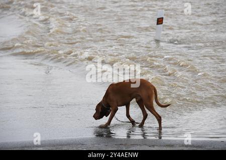 Olomouc, Tschechische Republik. September 2024. Nach den Überschwemmungen in der Region Olmütz, Olmütz, Tschechische Republik, 17. September 2024. Quelle: Ludek Perina/CTK Photo/Alamy Live News Stockfoto