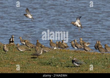 American Golden Plover (pluvialis dominica) mit Golden Plover (pluvialis apricaria) & Lapwing (Vanellus vanellus) Norfolk September 2024 Stockfoto