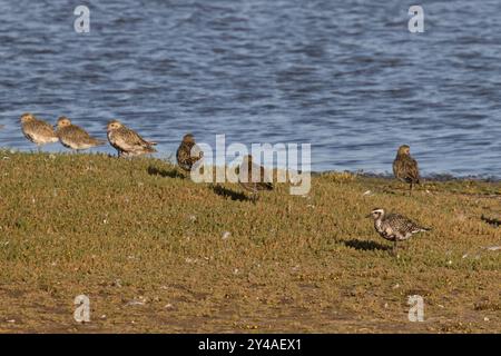 American Golden Plover (pluvialis dominica) mit Golden Plover (pluvialis apricaria) Norfolk September 2024 Stockfoto