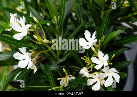 Die giftigen Garten pflanzen Nerium oleander Apocynaceae Stockfoto