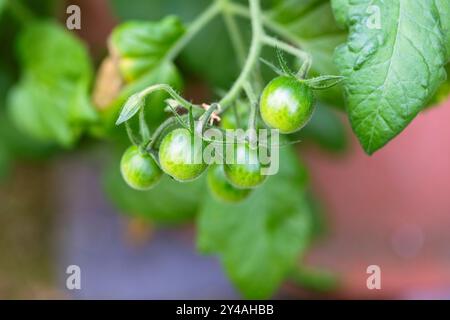 Ein Nahaufnahme-Porträt grüner unreifer Tomaten, die noch am Busch hängen. Das frische Gemüse wird selbst angebaut und ist eine großartige Nahrungsquelle für Vitamine. Stockfoto