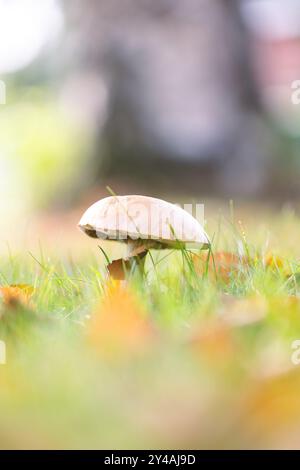 Ein vertikales Porträt einer Birkenbolete, eines einsamen rauhen Stiels oder eines Schaber-Stielpilzes steht hoch in einem üppigen, grasbewachsenen Feld, umgeben von Herbst Stockfoto