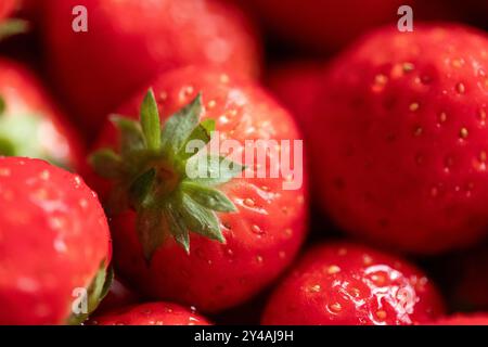 Ein Makroporträt frischer, reifer Erdbeeren mit leuchtend roter Farbe und grünen Blättern, die ihre saftige Textur und natürliche Schönheit zeigen. Das köstliche Stockfoto