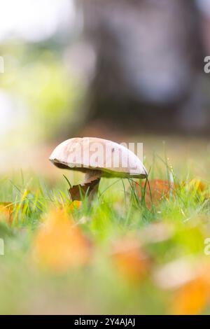 Ein vertikales Porträt eines Schaber-Stiels, einer Birkenbolete oder eines einsamen, rauchstieligen Pilzes steht hoch in einem üppigen, grasbewachsenen Feld, umgeben von Herbst Stockfoto