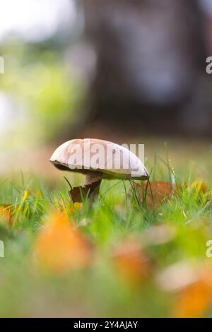Ein vertikales Porträt eines einsamen, raustigen Boleten, Birkenboleten oder Schaber-Stielpilzes steht hoch in einem üppigen, grasbewachsenen Feld, umgeben von Herbst Stockfoto