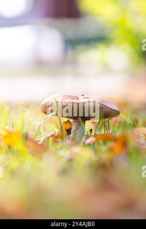 Ein vertikales Porträt eines einsamen, rauen Stiels, Schaber- oder Birkenpilzes steht hoch in einem üppigen, grasbewachsenen Feld, umgeben von Herbst Stockfoto