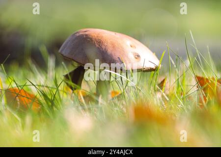 Ein Nahaufnahme-Porträt eines einsamen, rauen Stiels, Schaber- oder Birkenpilzes steht hoch in einem üppigen, grasbewachsenen Feld, umgeben vom Herbst Stockfoto