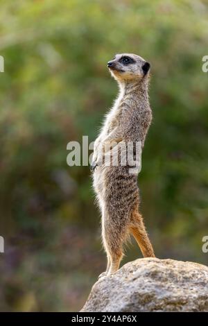 Wachsame Erdmännchen, Suricata suricatta, im Sonnenlicht. Dies ist ein Wachmann, der das Rudel vor jeder drohenden Gefahr warnt. Stockfoto