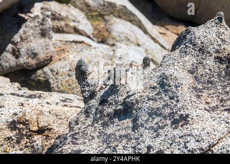 Wheeler Crest verfügt über mehrere Gipfel in der Sierra Nevada über 11.000 m Höhe, die Bishop und das Owens Valley in Kalifornien überblicken. Stockfoto