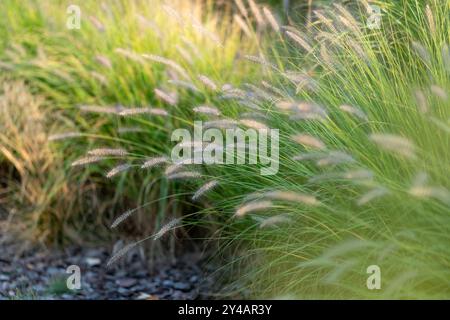 Blühendes Pennisetum alopecuroides. Kleine, zarte, flauschige Blumen. Grüne Grashalme und Laub im Hintergrund. Schönheit der Natur. Verschwommen für Stockfoto