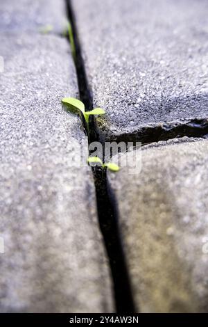 Detail alter Pflastersteine mit Pflanzen, die dazwischen wachsen Stockfoto