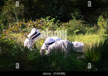 Drei Imker, die eine Bienenbestandskontrolle auf einer Waldlichtung durchführen Stockfoto