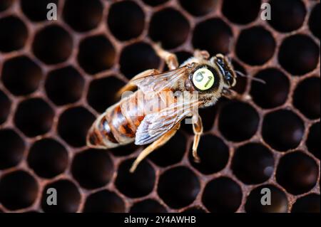 Markierte Honigbiene mit einem abgeschnittenen Flügel Stockfoto