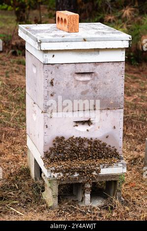 Eine zwei tiefe Honigbienkolonie mit Bienen, die vorne bärten Stockfoto