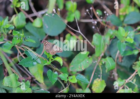 Gosport, Hampshire, England. 11. September 2024. Ein gesprenkelter Holzschmetterling zwischen dichtem Laub. Dieses Foto ist eines einer Serie, die ich kürzlich bei einem Besuch im Regency Garden von Alverstoke während der Gosport Heritage Open Days gemacht habe. In dieser Auswahl sind einige Fotos enthalten, die ich auf dem Weg zum und vom Garten gemacht habe, als ich zu Fuß war. Stockfoto