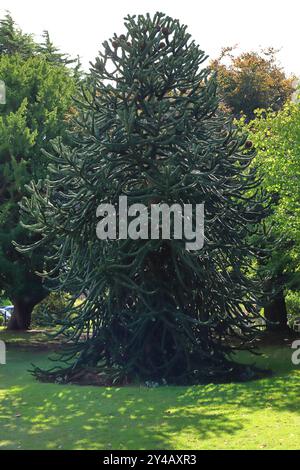 Gosport, Hampshire, England. 11. September 2024. Der Affenbaum, einer der Dinge, für die der Garten berühmt ist. Dieses Foto ist eines einer Serie, die ich kürzlich bei einem Besuch im Regency Garden von Alverstoke während der Gosport Heritage Open Days gemacht habe. In dieser Auswahl sind einige Fotos enthalten, die ich auf dem Weg zum und vom Garten gemacht habe, als ich zu Fuß war. Stockfoto