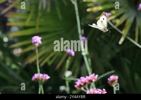 Gosport, Hampshire, England. 11. September 2024. Ein weißer Schmetterling mit braunen Markierungen im Flug. Dieses Foto ist eines einer Serie, die ich kürzlich bei einem Besuch im Regency Garden von Alverstoke während der Gosport Heritage Open Days gemacht habe. In dieser Auswahl sind einige Fotos enthalten, die ich auf dem Weg zum und vom Garten gemacht habe, als ich zu Fuß war. Stockfoto