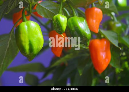 Habanero-Chili-Paprika, die auf der Pflanze wachsen. Nahaufnahme von orange reif und grün unreif habaneros (Capsicum chinense). Stockfoto