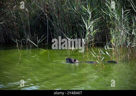 Coypu schwimmen in einem Sumpfgebiet in der Camargue, Natur in Südfrankreichs einzigartigem Feuchtgebiet Ökosystem, Wildtierbeobachtung in ihrem natürlichen Lebensraum Stockfoto