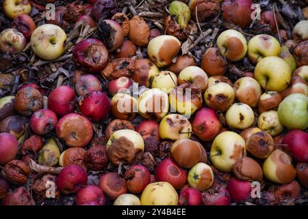 Beschädigte Äpfel in der Kompostgrube auf dem Boden in der Apfelplantage Stockfoto